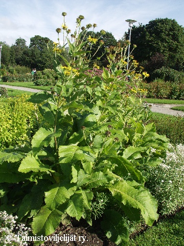 Inula helenium